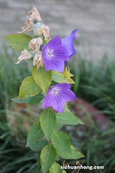 桔梗的功效与作用及禁忌，桔梗怎么吃