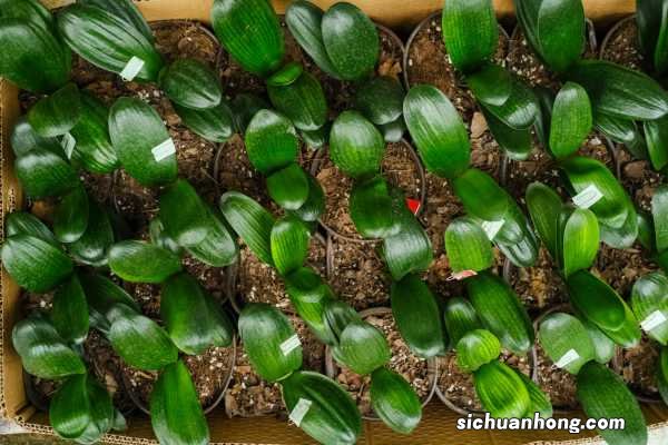 君子兰的种子什么时候可以剪下来