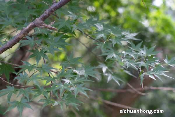 青岛八大关枫叶红的时间，八大关枫叶什么时候落