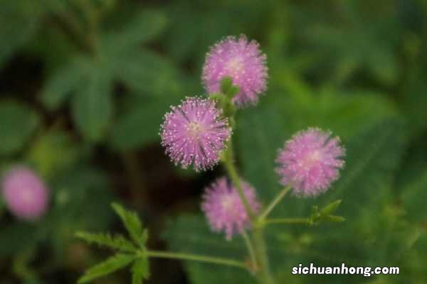 含羞草一天的变化过程,早上到晚上的变化