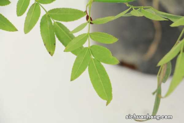 红木香什么时候开花, 怎么养才能开花