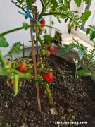 西红柿的功效与作用，西红柿不能和什么一起吃