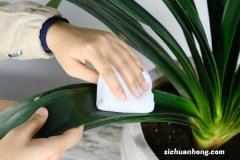 新栽的君子兰要不要浇水