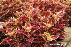 彩叶草怎么养，彩叶草图片
