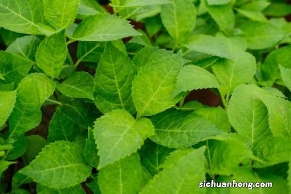 怎么让绣球花变色,变色的原因