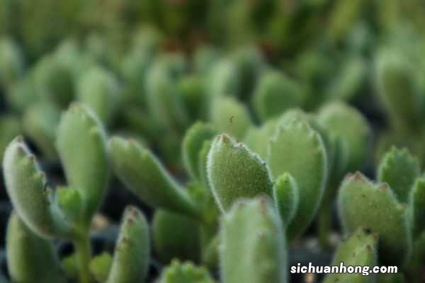 怎么让熊童子爪子变红,红爪多肉怎么养