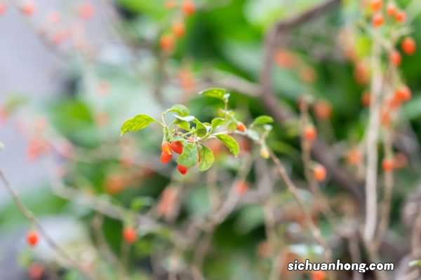 黑枸杞泡水喝的禁忌,黑枸杞泡水颜色
