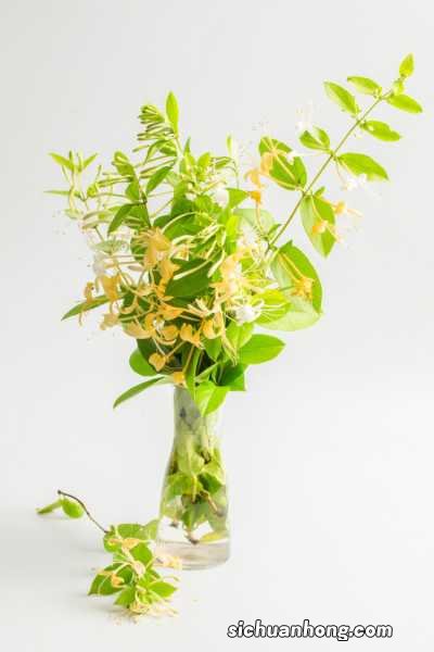 金银花苗多少钱一棵，金银花苗价格