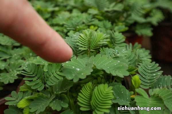 含羞草为什么叫含羞草，为什么一碰叶子就会收起来