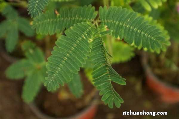 含羞草为什么叫含羞草，为什么一碰叶子就会收起来