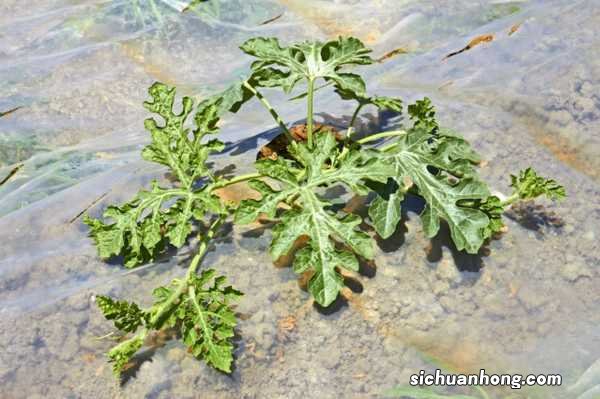 西瓜花式切法，西瓜的切法大全图解