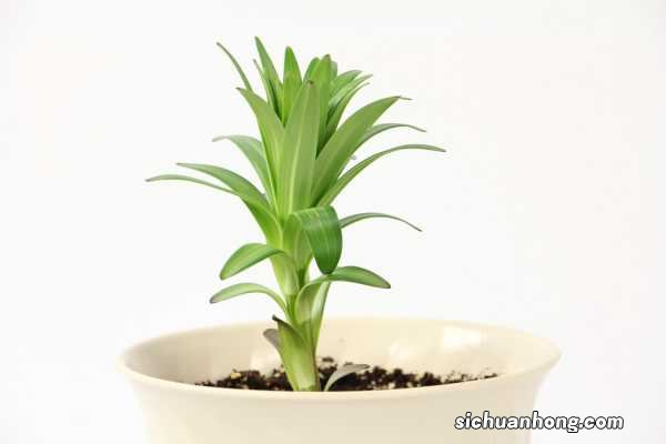 百合花语，百合花的寓意