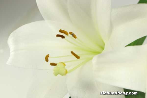 百合花语，百合花的寓意