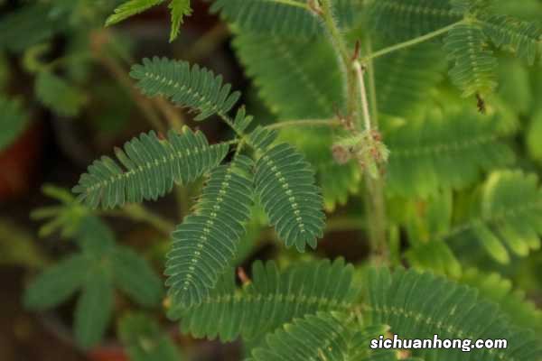 含羞草的样子，含羞草的叶子像什么