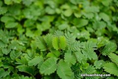 含羞草花语，含羞草开花吗