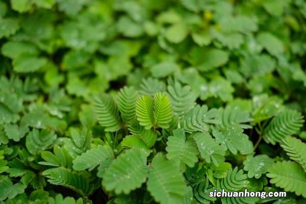含羞草花语，含羞草开花吗