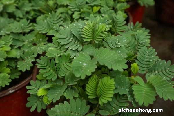 含羞草图片：含羞草为什么会害羞