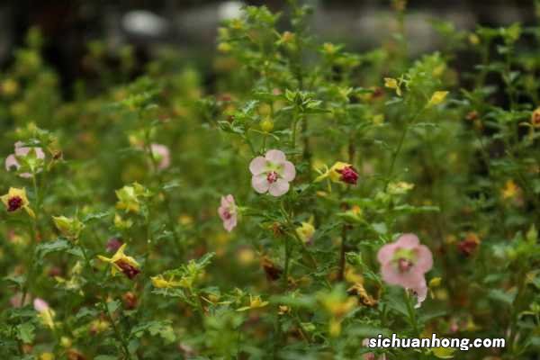 怎么让小木槿多开花,开花期怎么养