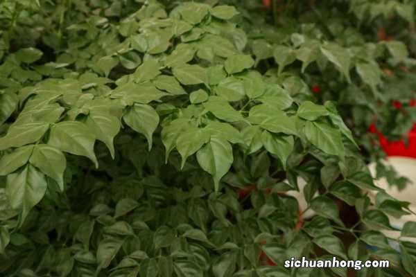 怎么让幸福树叶子油亮，叶子能喷水吗