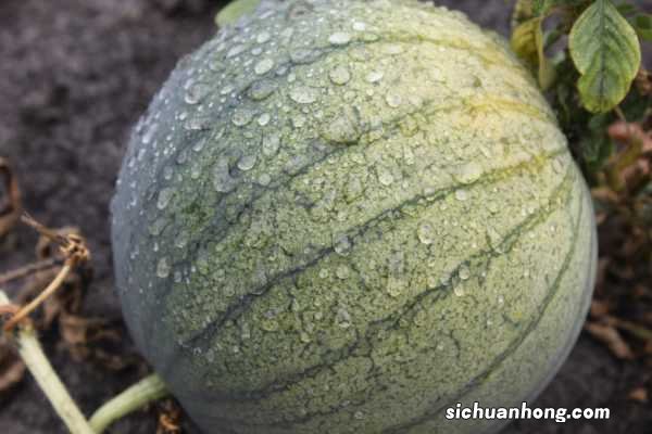 西瓜含糖量高吗,西瓜吃多了会怎么样