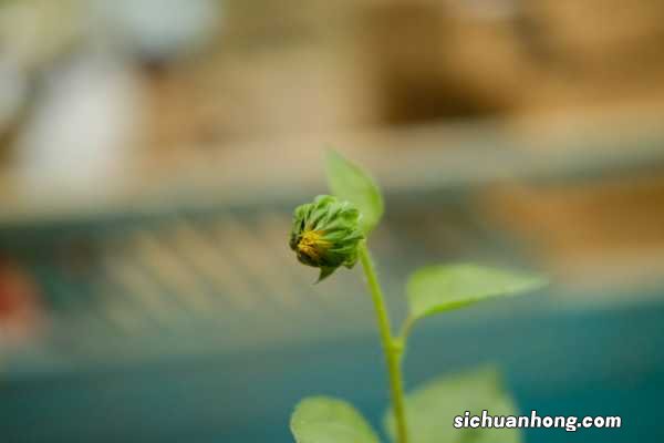 阳光中的向日葵 向日葵为什么总是向着太阳