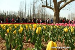 郁金香图片：郁金香的种植方法和时间