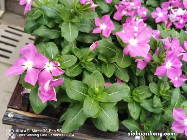 长春花冬天怎么养护，叶子发黄怎么办