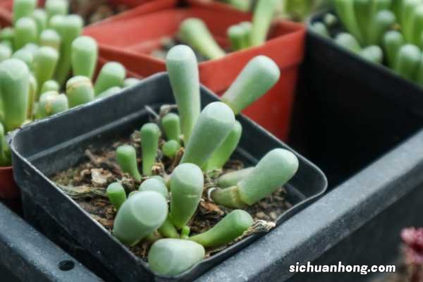 五十铃玉的养殖方法，怎么养爆盆