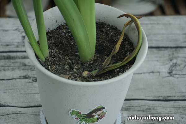 怎么让风信子长得快，长太高怎么处理