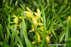 硬植料种植兰花原理