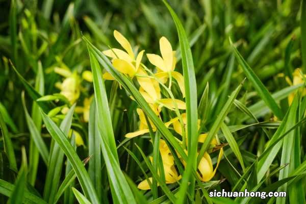 硬植料种植兰花原理