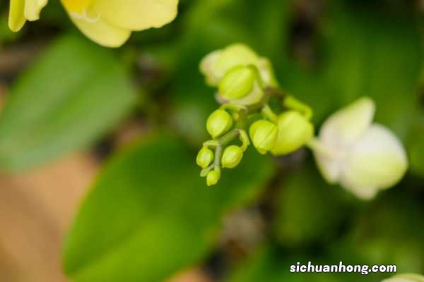 蝴蝶兰价格，蝴蝶兰图片