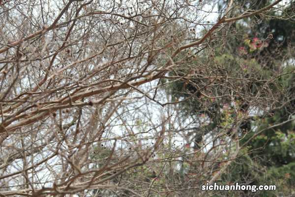 紫薇什么时候开花，紫薇花图片