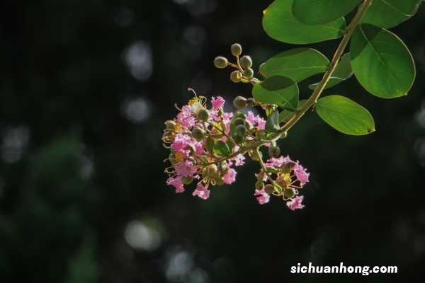 紫薇树多少钱一棵,紫薇图片