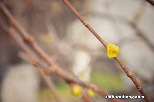 木犀科植物有哪些