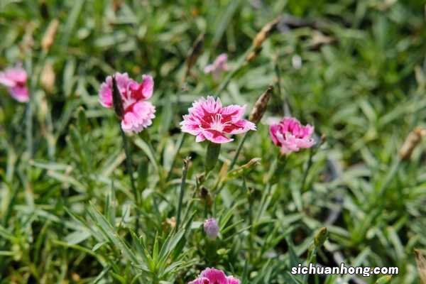 石竹梅有毒吗，能在家养吗？