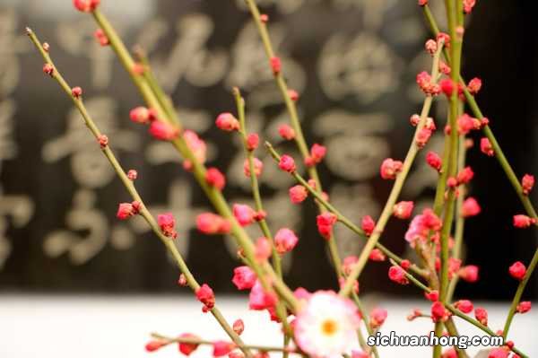 蝴蝶梅花有毒吗