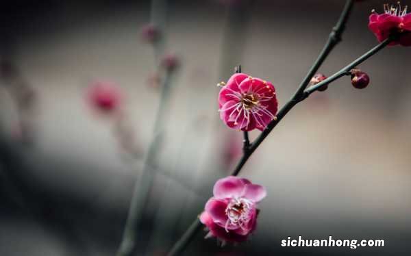 蝴蝶梅花有毒吗