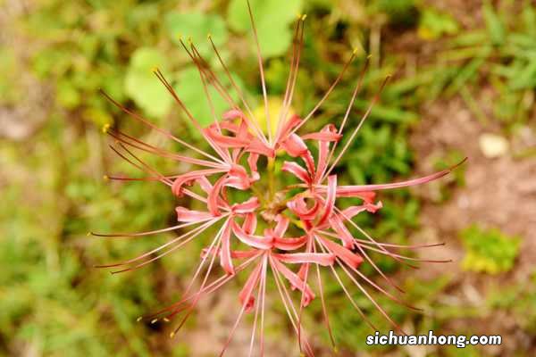 彼岸花喜欢什么土壤，彼岸花一个花盆可以种几棵