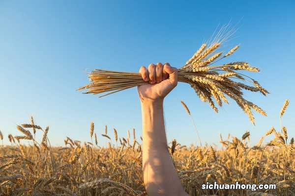小麦是什么,和水稻的区别是什么