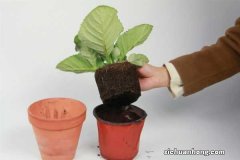 大岩桐冬天的养殖方法