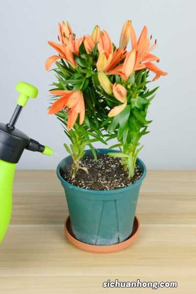 百合养一年就会死吗,怎么养百合活的长