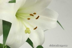 百合养一年就会死吗，怎么养百合活的长