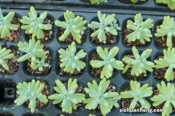 乙女心的爆盆方法