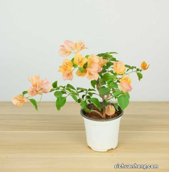 三角梅冬天怎么过冬