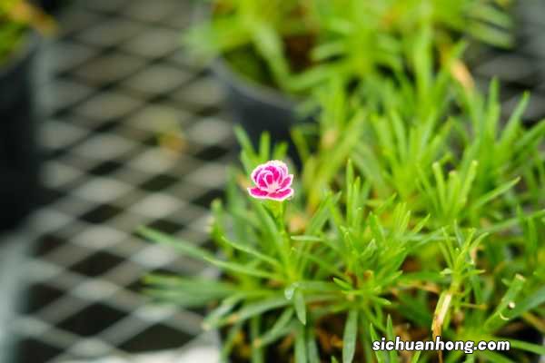 康乃馨一年开几次花，开花有什么寓意