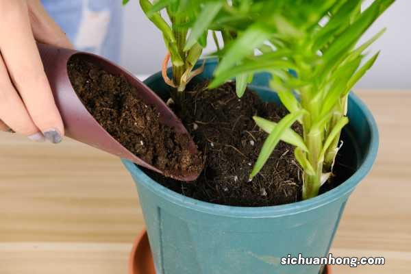 百合介绍,百合好养护吗