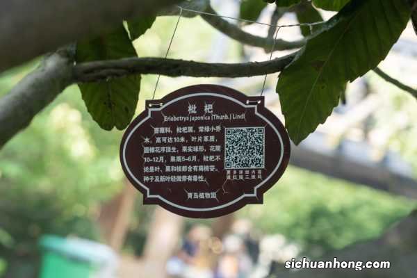 枇杷怎么吃，枇杷是热性还是凉性