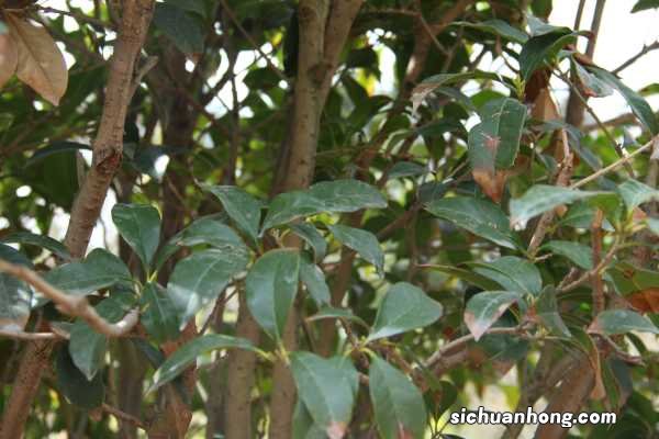 桂花树幼苗多少钱,哪种桂花树最好最值钱