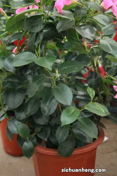 飘香藤冬天怎么养护,能换盆吗